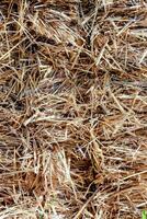 a close up of a pile of straw photo