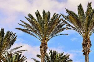 palm trees against a blue sky photo