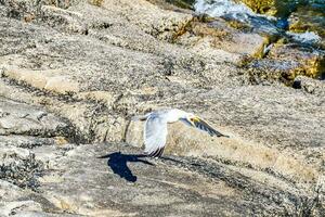 un Gaviota volador terminado el rocas cerca el agua foto