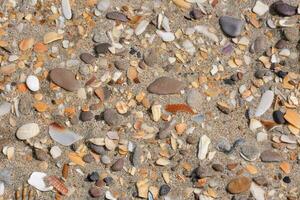 a close up view of a beach with shells and pebbles photo