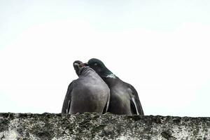 two pigeons are standing on top of a wall photo