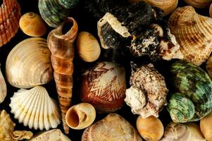 a variety of shells are arranged in a pile photo
