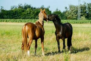 dos caballos son en pie en un campo foto