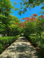 Flame tree over a garden path on a sunny day in Kiwengwa, Zanzibar photo