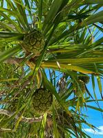 Hala fruit, or Pandanus tectorius, on a palm. Bottom view. Blue sky photo