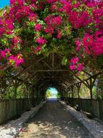 Bougainvillea tree over a garden path on a sunny day in Kiwengwa, Zanzibar photo