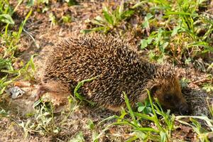 a hedgehog is walking through the grass photo