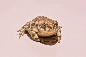 a frog with green spots photo