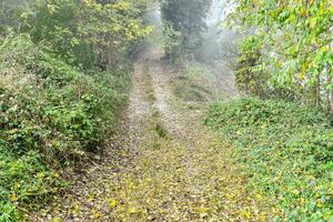 a dirt road in the middle of a forest photo