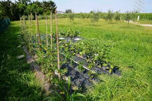 a vegetable garden with plants growing in the grass photo