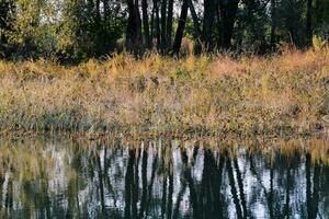 un estanque con césped y arboles reflejado en eso foto