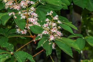 Flowers of the tree Aesculus hippocastanum - Horse Chestnut. photo