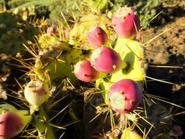 a cactus plant with pink flowers and spikes photo