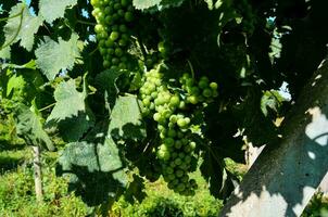 a bunch of grapes hanging from a vine photo