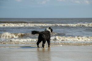 Dog standing on the shore looking at the ocean photo