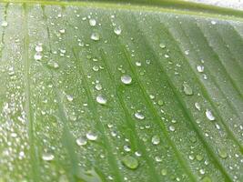 Water droplets on a green leaf macro close up. Natural background photo