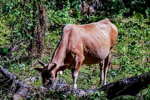 a cow eating grass in the forest photo