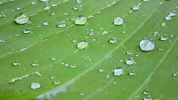 Water droplets on a green leaf macro close up. Natural background photo