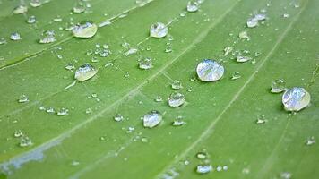 Water droplets on a green leaf macro close up. Natural background photo