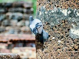 a pigeon is perched on the side of a pillar photo