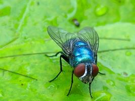 Macro photo of a fly on a green leaf in the garden