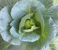 Top view of baby cabbage. photo