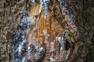 tree resin on trees in a local recreation area photo