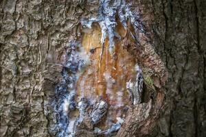 árbol resina en arboles en un local recreación zona foto