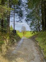 caminar mediante el fohramoos europeo proteccion zona en vorarlberg, Austria foto