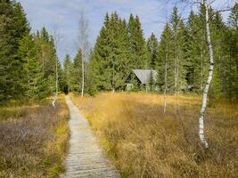 walk on boardwalk through the Fohramoos European Protection Area in Austria photo