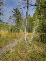 walk on boardwalk through the Fohramoos European Protection Area in Austria photo