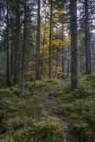 caminar mediante el madera a el fohramoos europeo proteccion zona en Austria foto