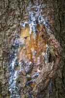 tree resin on trees in a local recreation area photo