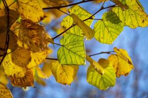 hojas de colores en otoño foto