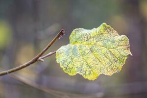 green leaves in autumn photo