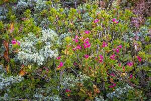 autumn, colorful, Hochtannberg, Austria photo