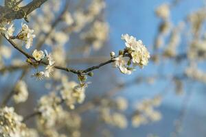 apple blossom in plantation photo