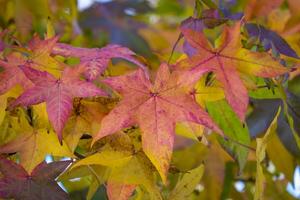 hojas de colores en otoño foto