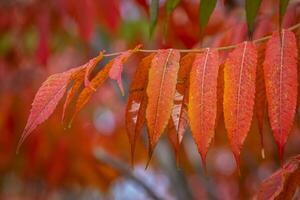 rojo plantas en otoño foto