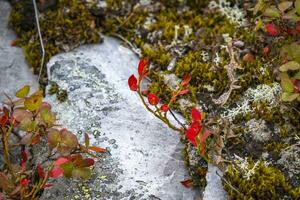 otoño, vistoso, hochtannberg, Austria foto