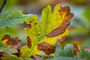 colorful leaves in autumn photo