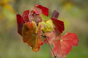 colorful leaves in autumn photo