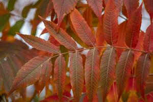 red plants in automn photo