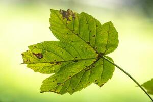 green leaves in autumn photo