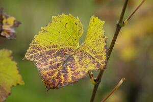 colorful leaves in autumn photo