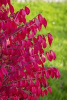 rojo plantas en otoño foto