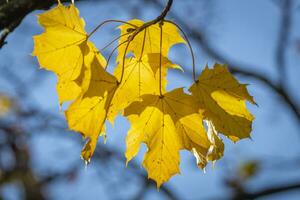hojas amarillas en otoño foto