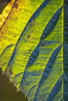 green leaves in autumn photo