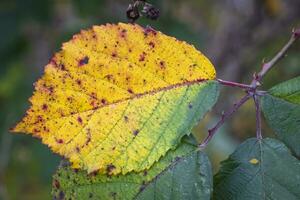 hojas de colores en otoño foto