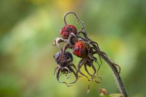 haws, rose hips in autumn photo